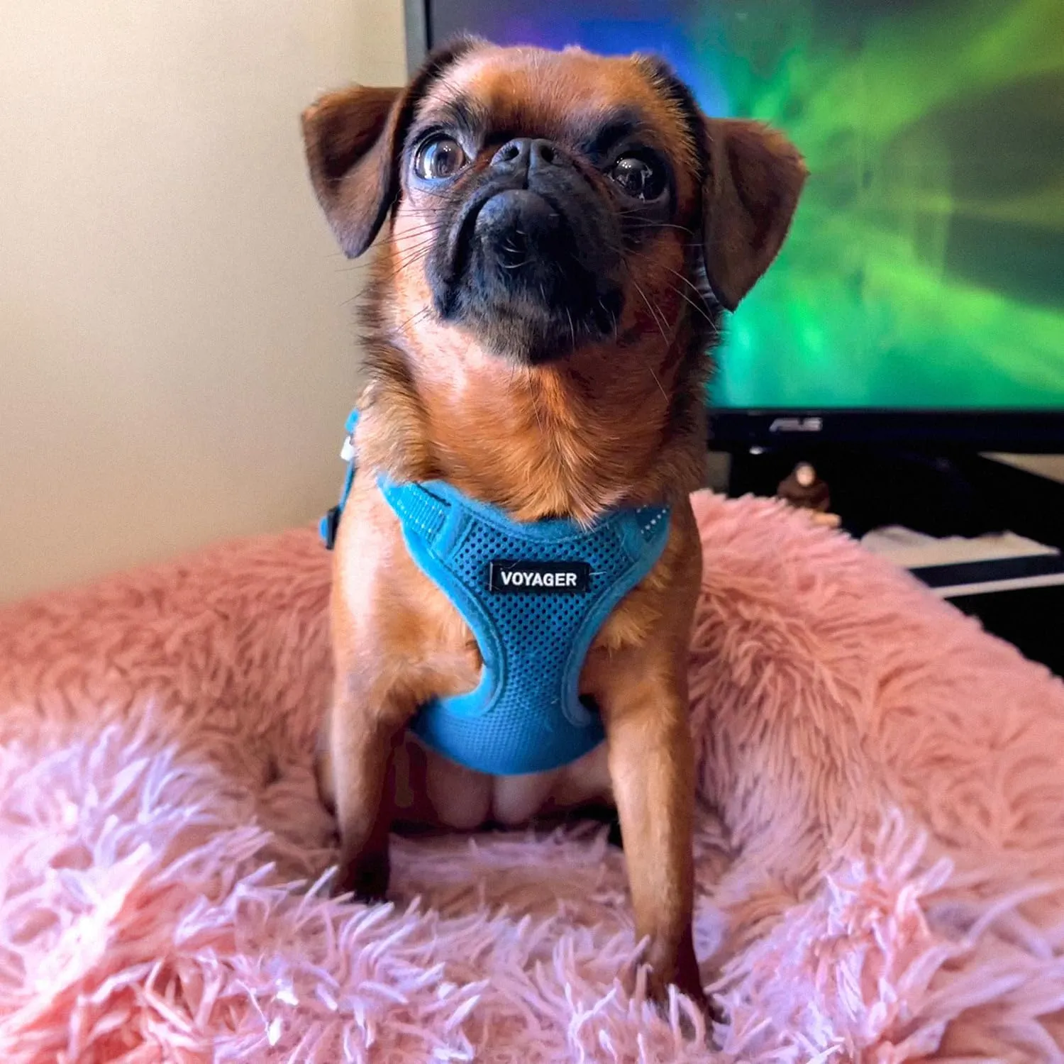 Best Pet Supplies Voyager Adjustable Dog Vest Harness Breathable No Pull Harness for Small, Medium, Large Dogs, Harness for Walking, Jogging, Easy Step-in, Reflective Stripes - Turquoise, M
