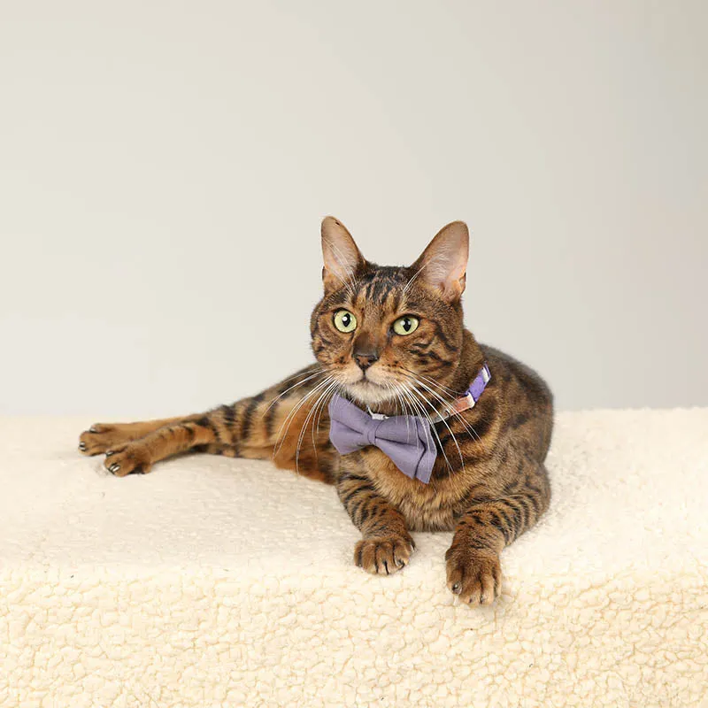 Cute Floral Cat Collar with Solid Color Bow Tie