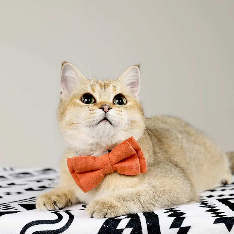 Cute Floral Cat Collar with Solid Color Bow Tie