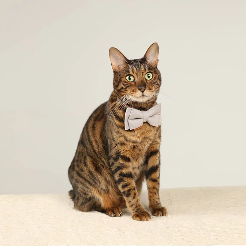 Cute Floral Cat Collar with Solid Color Bow Tie