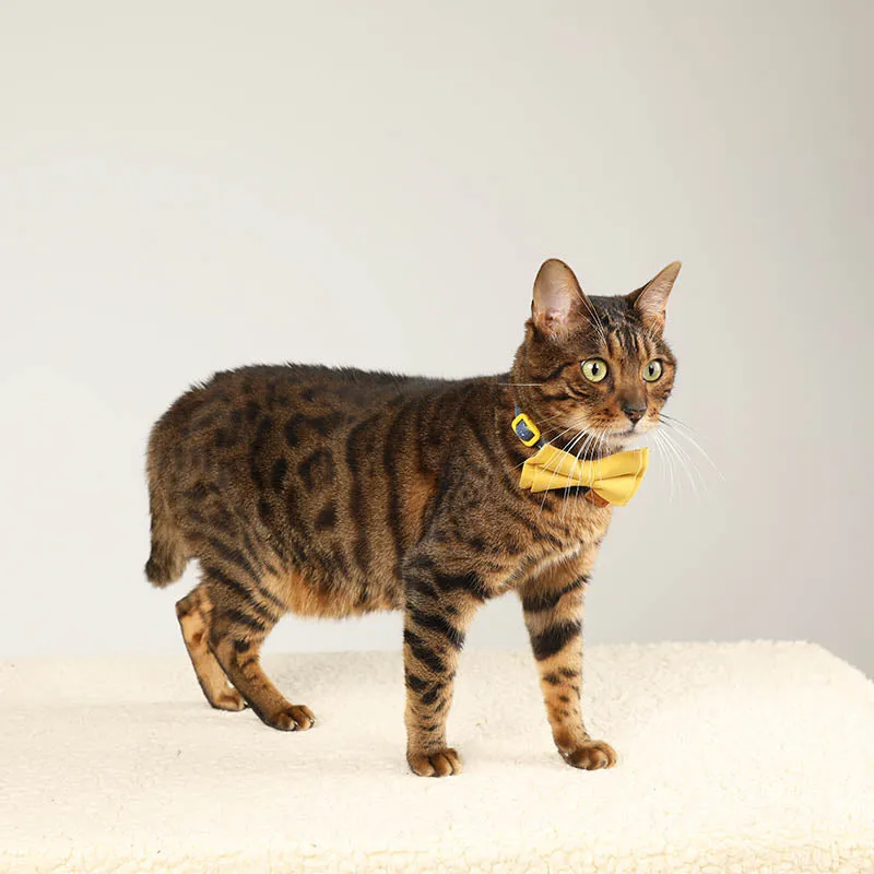 Cute Floral Cat Collar with Solid Color Bow Tie