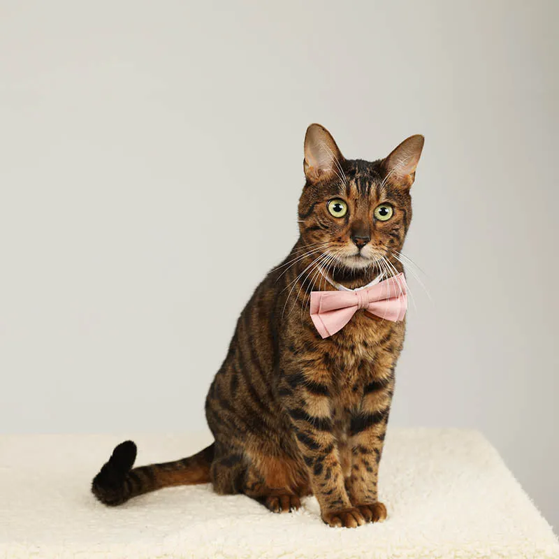 Cute Floral Cat Collar with Solid Color Bow Tie