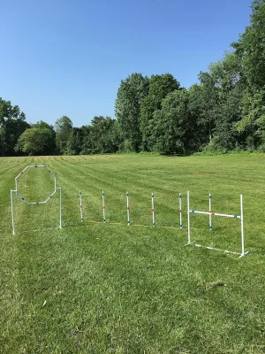 Dog Agility Training Equipment Course Set, Weave Poles, Dog Agility Jump with Dog Agility Jump Cups and Tire Jump