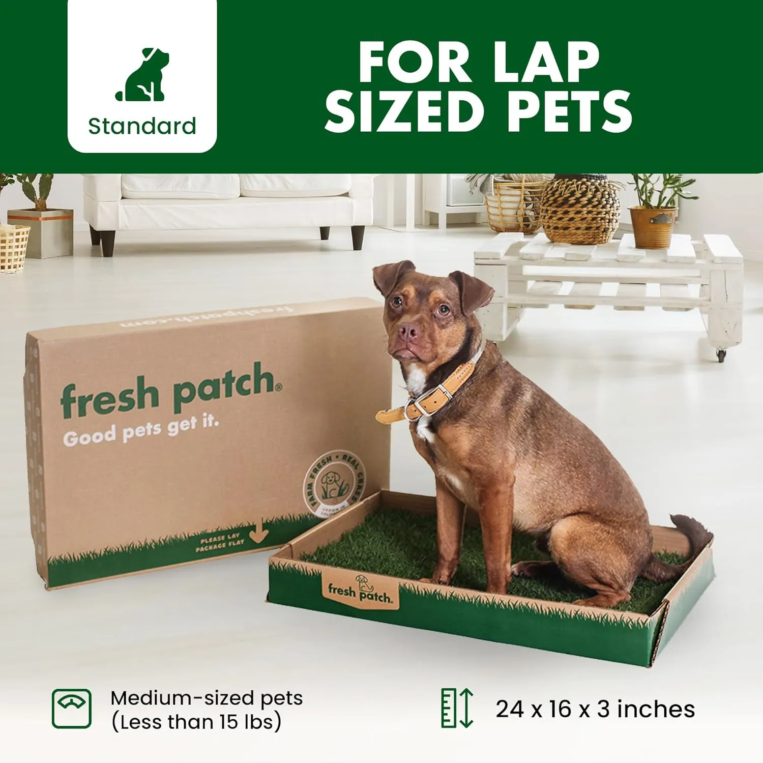 Fresh Patch Real Grass Patch for Dogs, Cats, and Small-Medium Pets Under 15 Pounds  Disposable Pet Grass Pee Pads  Indoor and Outdoor Potty Training Mat (16 Inches x 24 Inches)