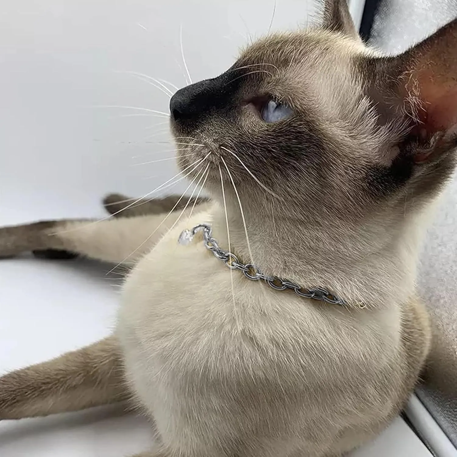 HOWWFALY Dog Collar and Cat Chain Necklace Stainless Steel Adjustable 18K Sliver Heart-Shaped Necklace for Small Pets Cats Kitten Puppy (Sliver, 7 inch)