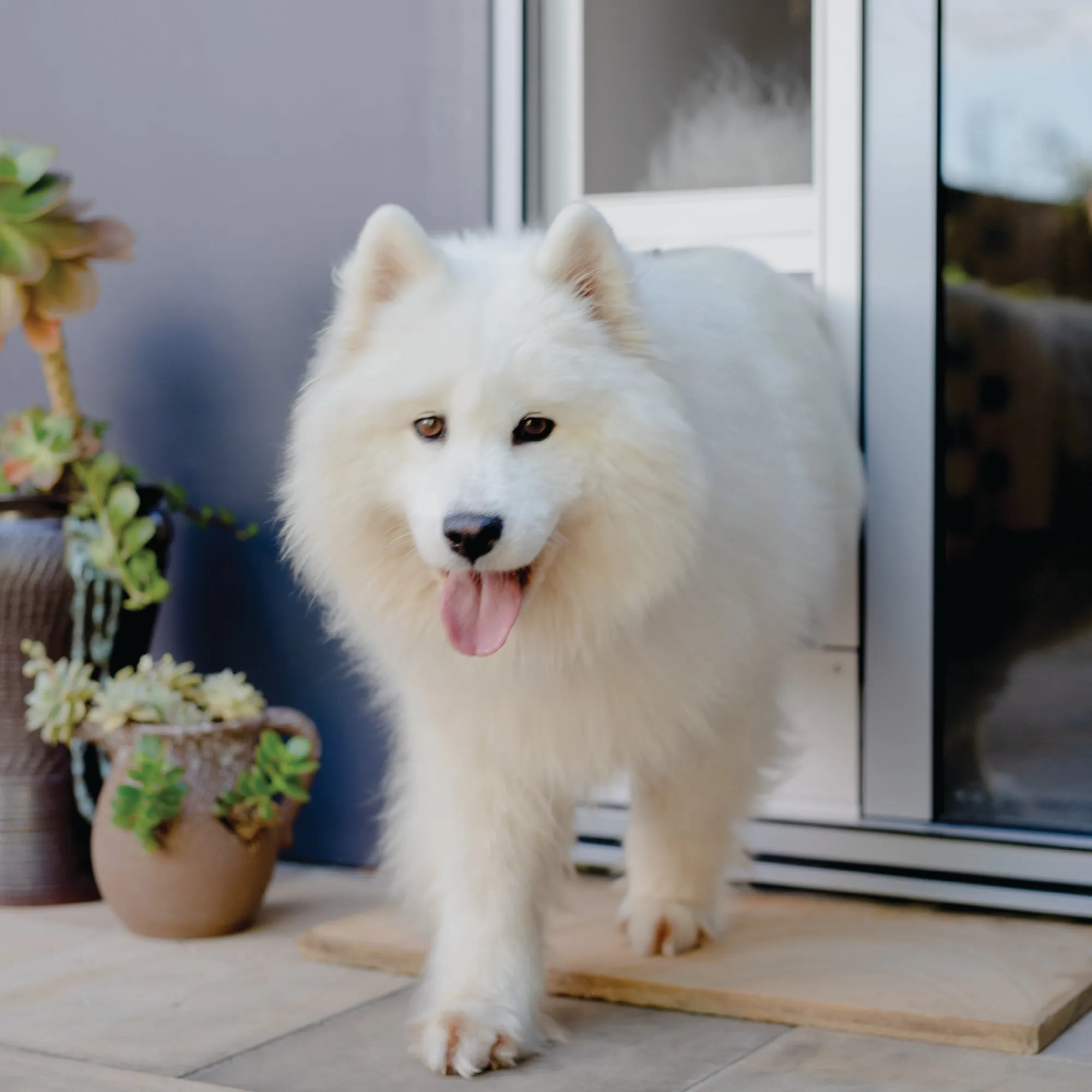Mesh Patio Pet Door - Without Clear Weather Resistant Panels