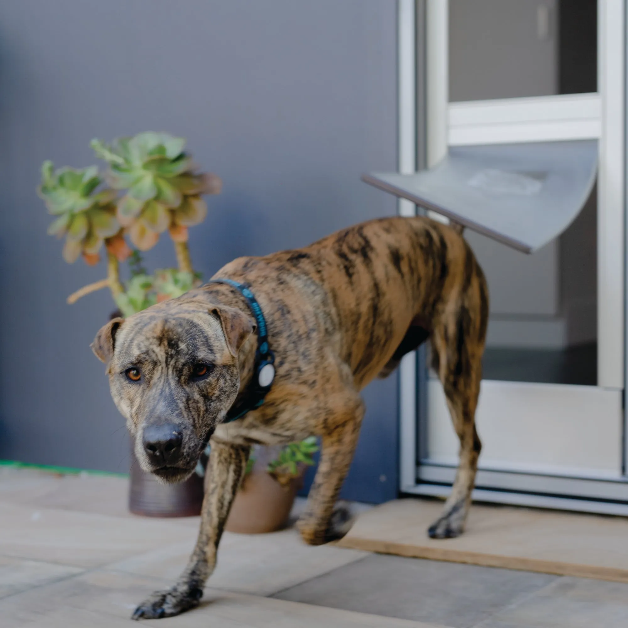 Mesh Patio Pet Door - Without Clear Weather Resistant Panels