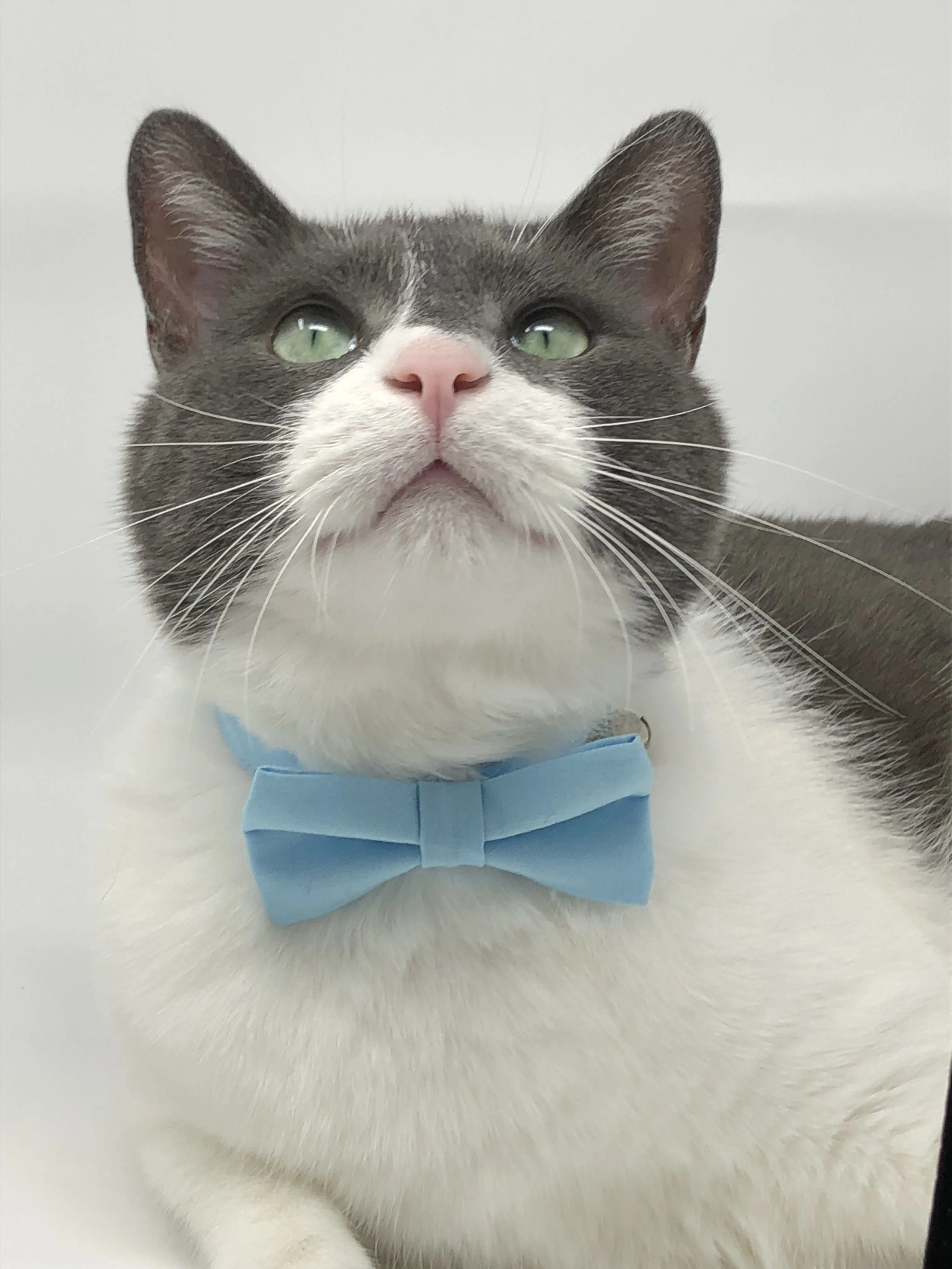 Pet Bow Tie - Baby Blue